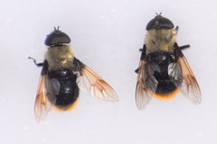 Sericomyia vockerothi