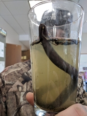 Amphiuma means