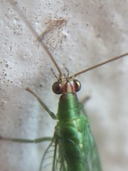 Chrysoperla furcifera