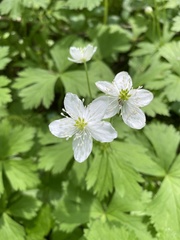 Anemonastrum baicalense