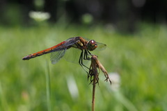 Sympetrum frequens