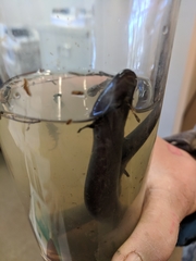 Amphiuma means