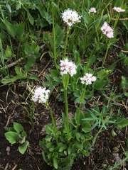 Valeriana acutiloba