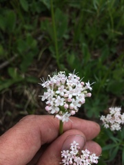 Valeriana acutiloba
