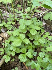 Waldsteinia ternata