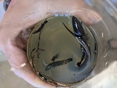 Amphiuma means