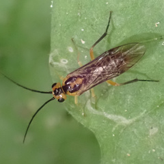 Euura tibialis