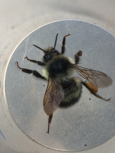 Fuzzy-Horned Bumble Bee