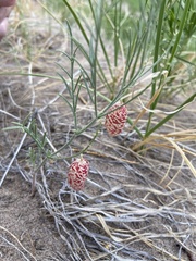 Astragalus ceramicus