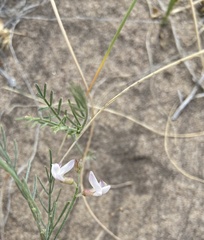 Astragalus ceramicus