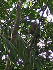 Eumomota superciliosa