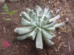 Echeveria runyonii