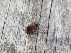 Dendroctonus rufipennis