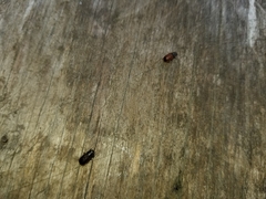 Dendroctonus rufipennis