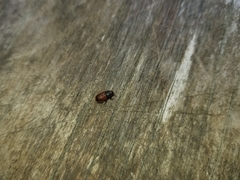 Dendroctonus rufipennis