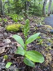 Dactylorhiza viridis virescens