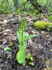 Dactylorhiza viridis virescens