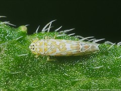 Eupteryx decemnotata