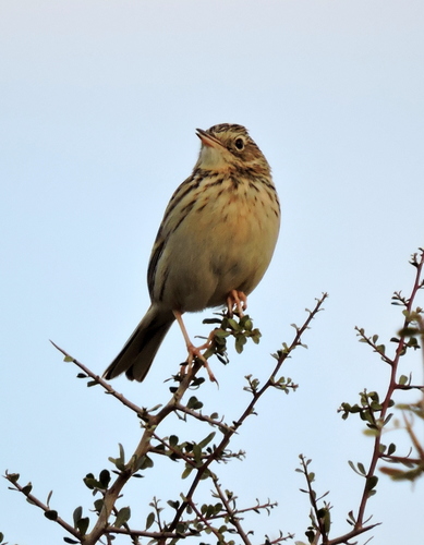 Hellmayr's Pipit (Anthus hellmayri), photo 6