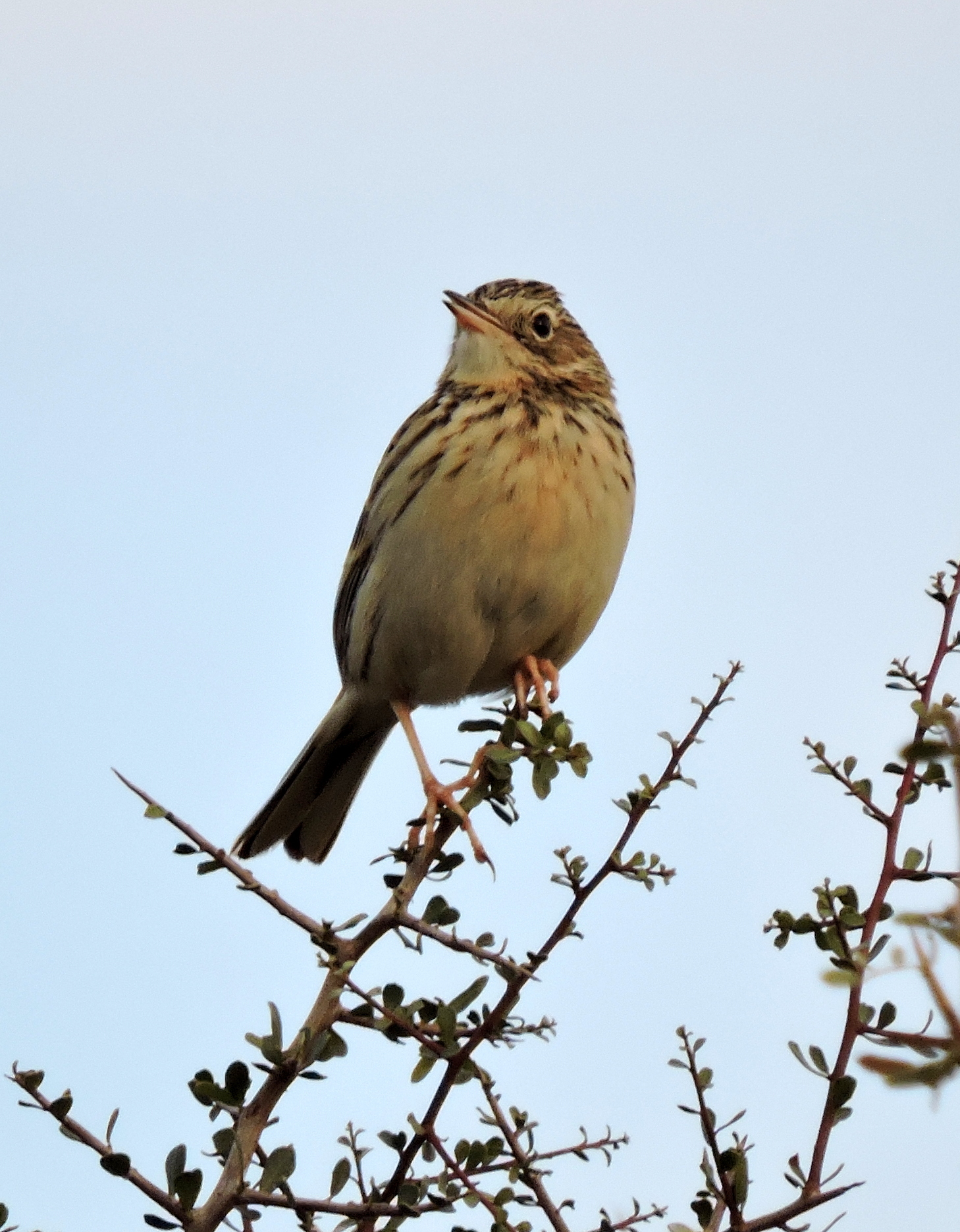 Hellmayr's Pipit (Anthus hellmayri)