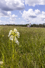 Platanthera praeclara