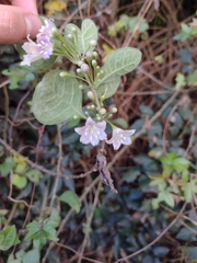 Vassobia breviflora