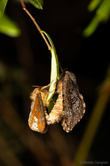 Callipielus digitata