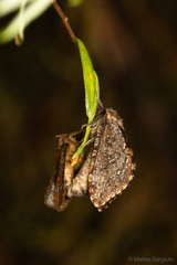 Callipielus digitata