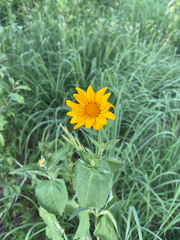 Heliopsis helianthoides