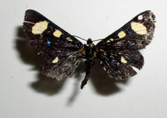 Alypiodes flavilinguis