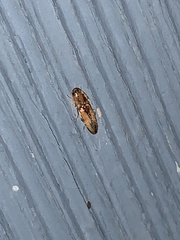 Conoderus vespertinus