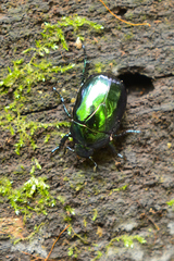 Macraspis rufonitida