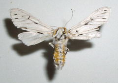 Ectypia bivittata