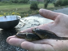 Lithobates pipiens