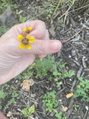 Rudbeckia amplexicaulis