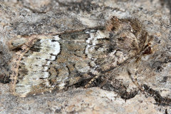 Oligia strigilis