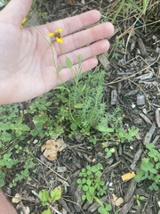 Rudbeckia amplexicaulis
