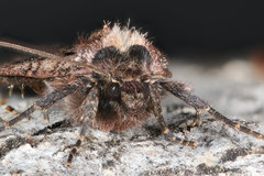 Oligia strigilis