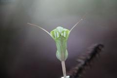 Pterostylis brumalis