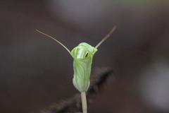 Pterostylis brumalis