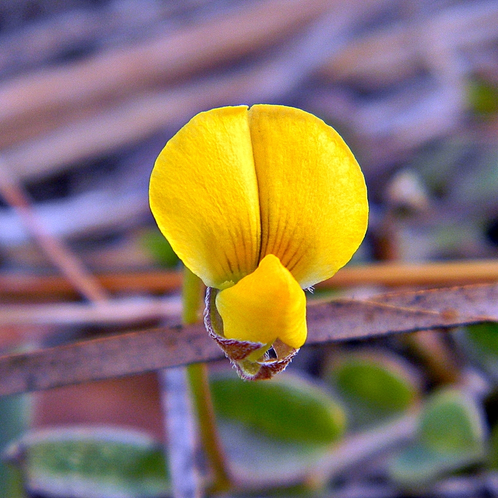 Crotalaria rotundifolia