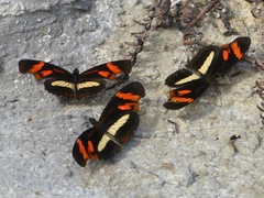 Heliconius telesiphe