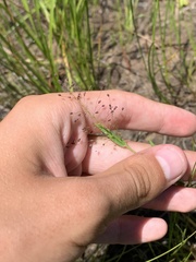 Dichanthelium lanuginosum