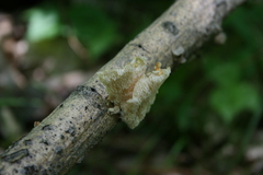 Neofavolus americanus