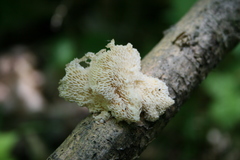 Neofavolus americanus