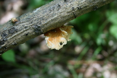 Neofavolus americanus