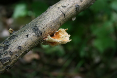 Neofavolus americanus