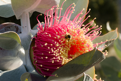 Eucalyptus macrocarpa