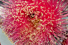 Eucalyptus macrocarpa