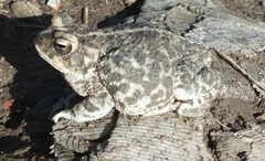Incilius occidentalis